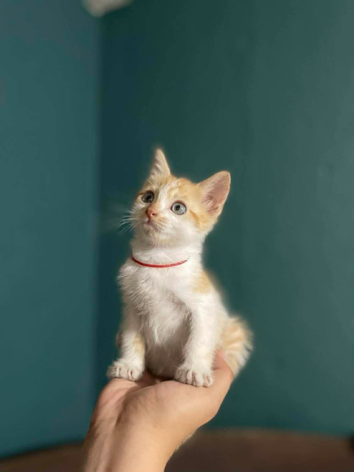 Te encontramos sin buscarte, llegaste a formar parte de esta, nuestra pequeña y hermosa familia. ¡Y ahora todos te queremos mucho!